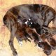 <h1 style="font-size: 12px">Cuccioli di cani da caccia</h1>